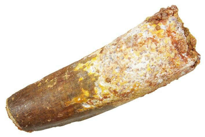 Fossil Spinosaurus Tooth - Feeding Worn Tip #363501